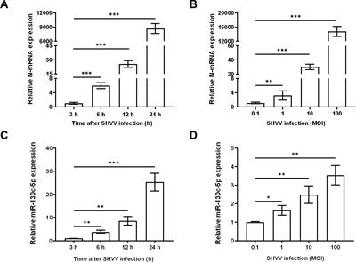 MiR-130c-5p targets the SHVV n gene and upregulates immune cytokines (IL-6, IL-22, IL-1β) to inhibit viral replication